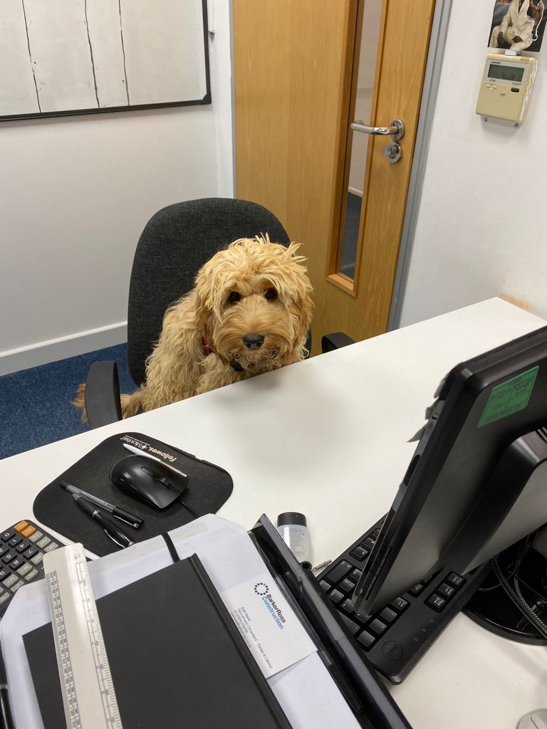 A small dog is sitting on a desk in an office