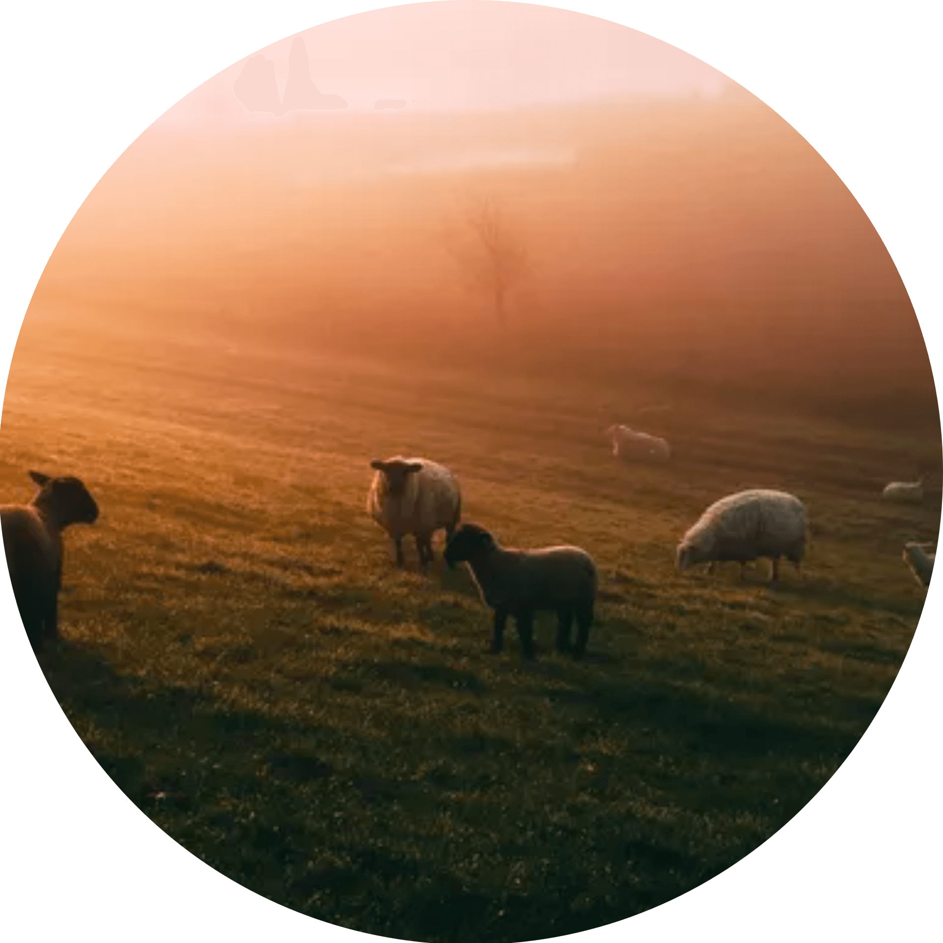 Agriculture Recruitment