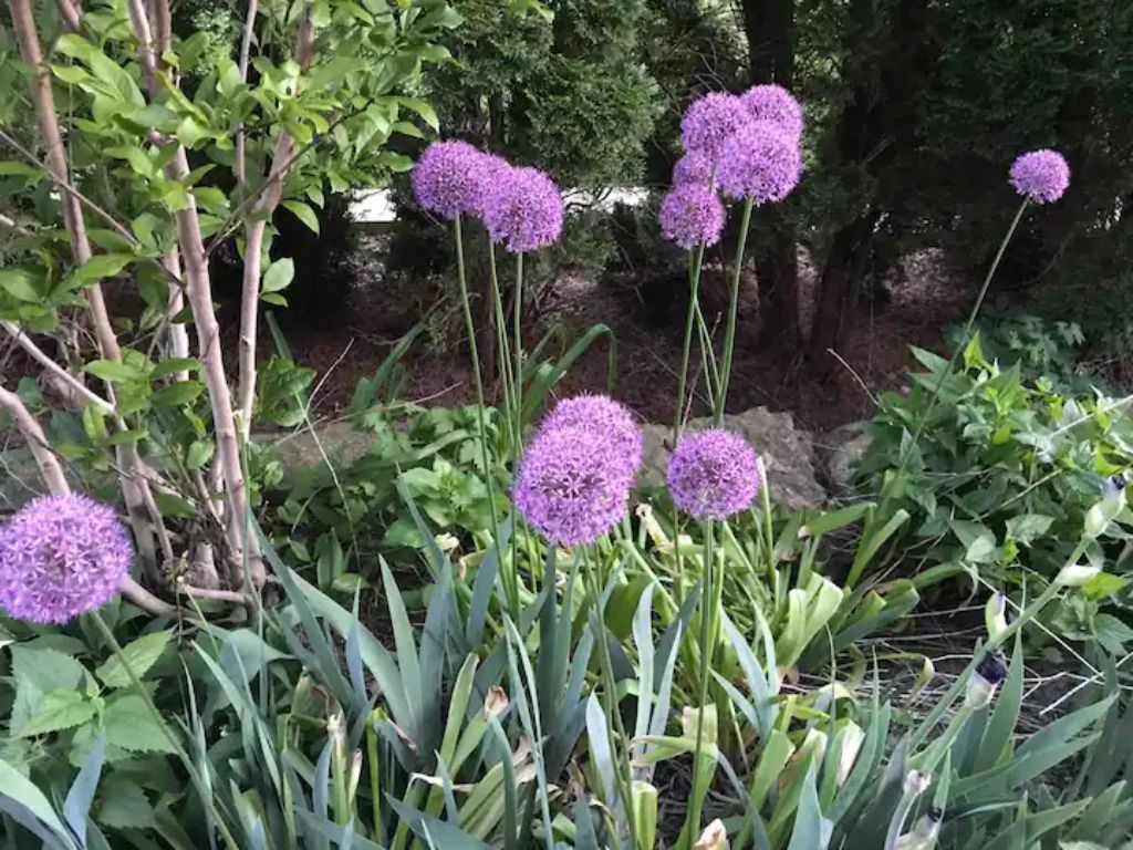 purple flowers