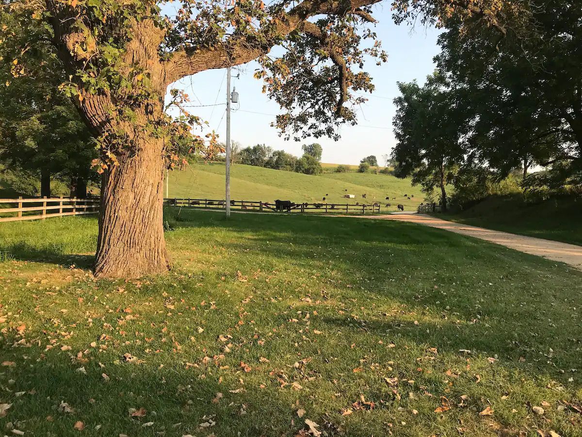 open ranch with cows grazing