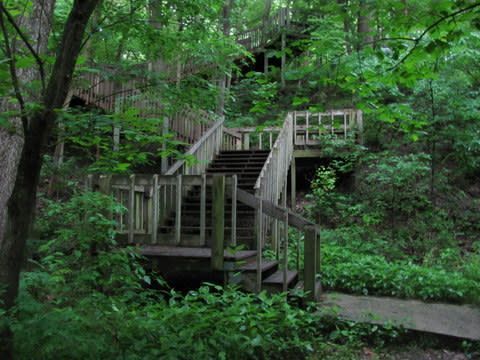 A wooden bridge in the middle of a forest with stairs leading up to it.