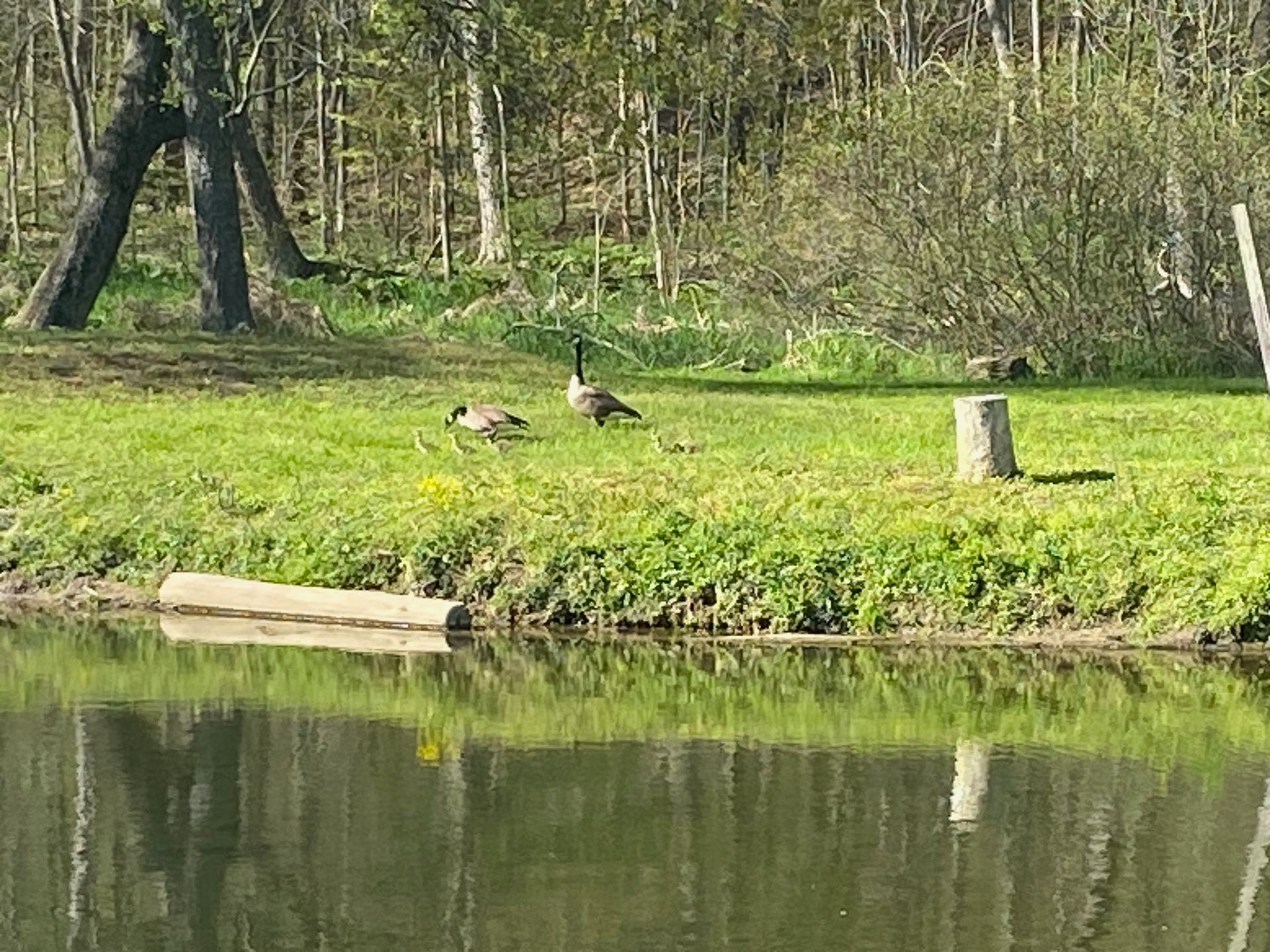 A couple of ducks standing next to a body of water.