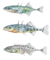 Top Gasterosteus doryssus (fossil, Nevada Stickleback); middle G. aculeatus (Three Spine Stickleback); bottom Pungitius pungitius (Nine Spine Stickleback).