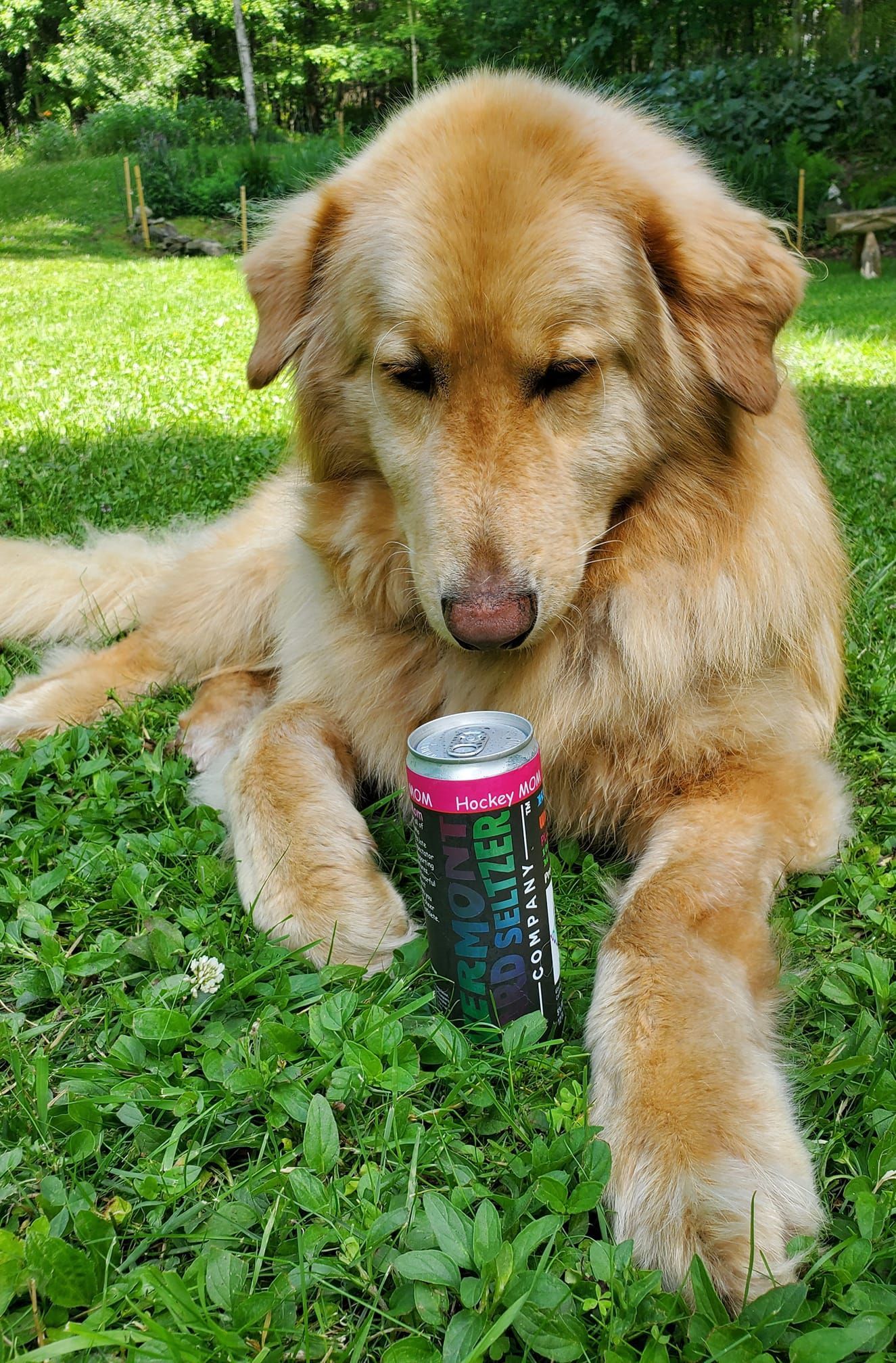 A dog laying in the grass, looking at a can of Vermont Hard Seltzer in front of him