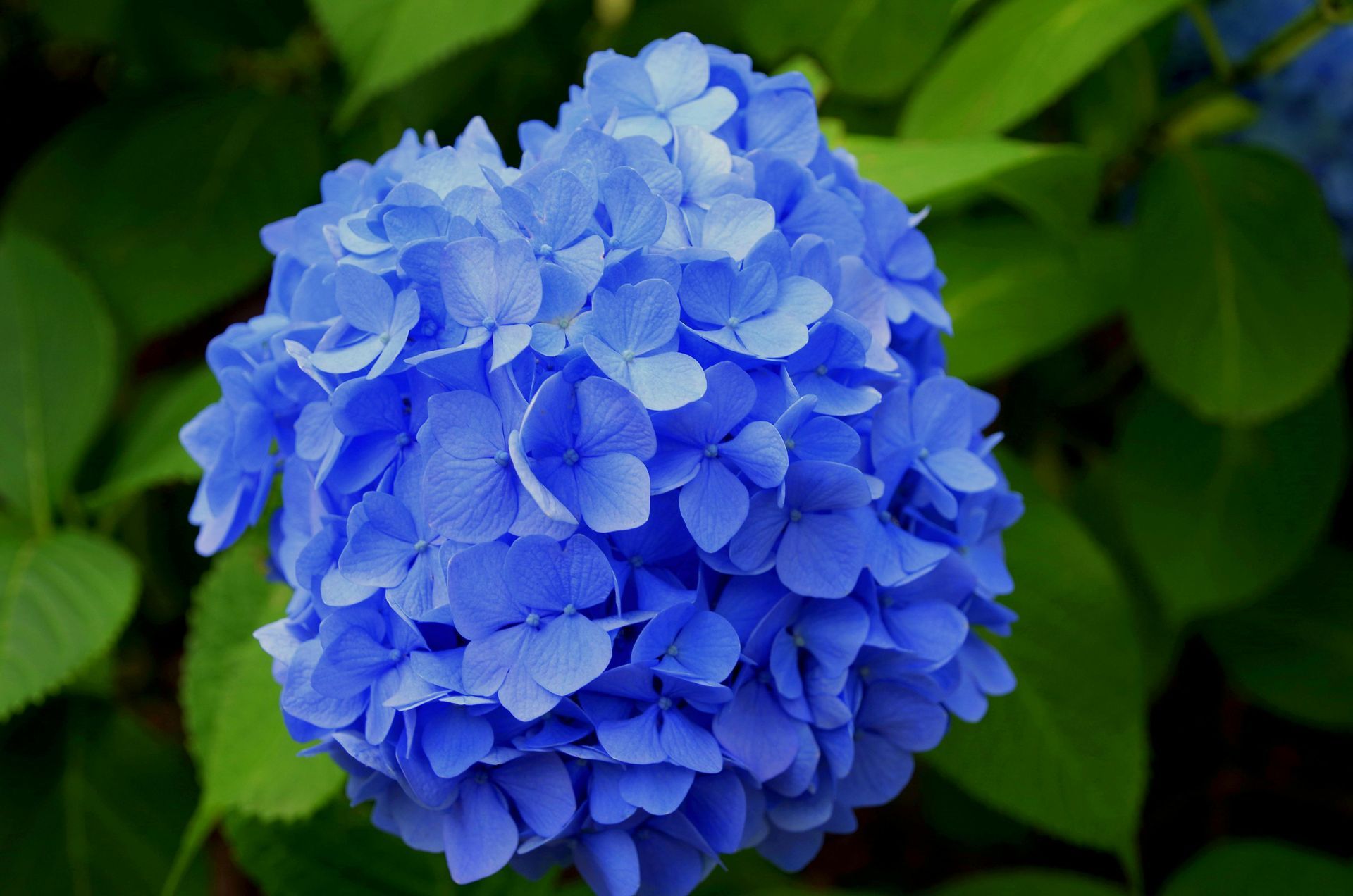 Blue hydrangea bloom, surrounded by green leaves.