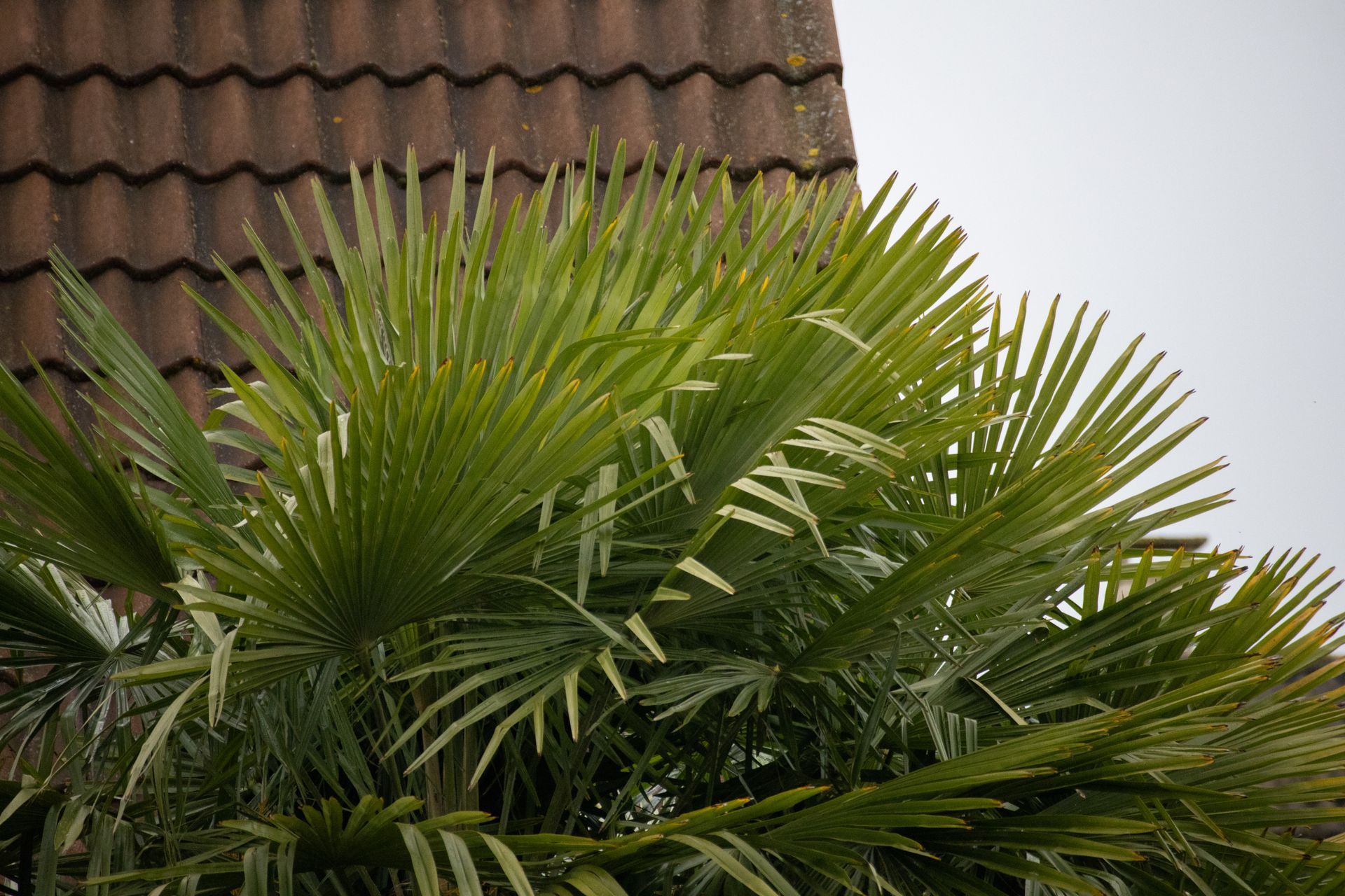 Palm fronds in front of a brown tiled roof and white wall
