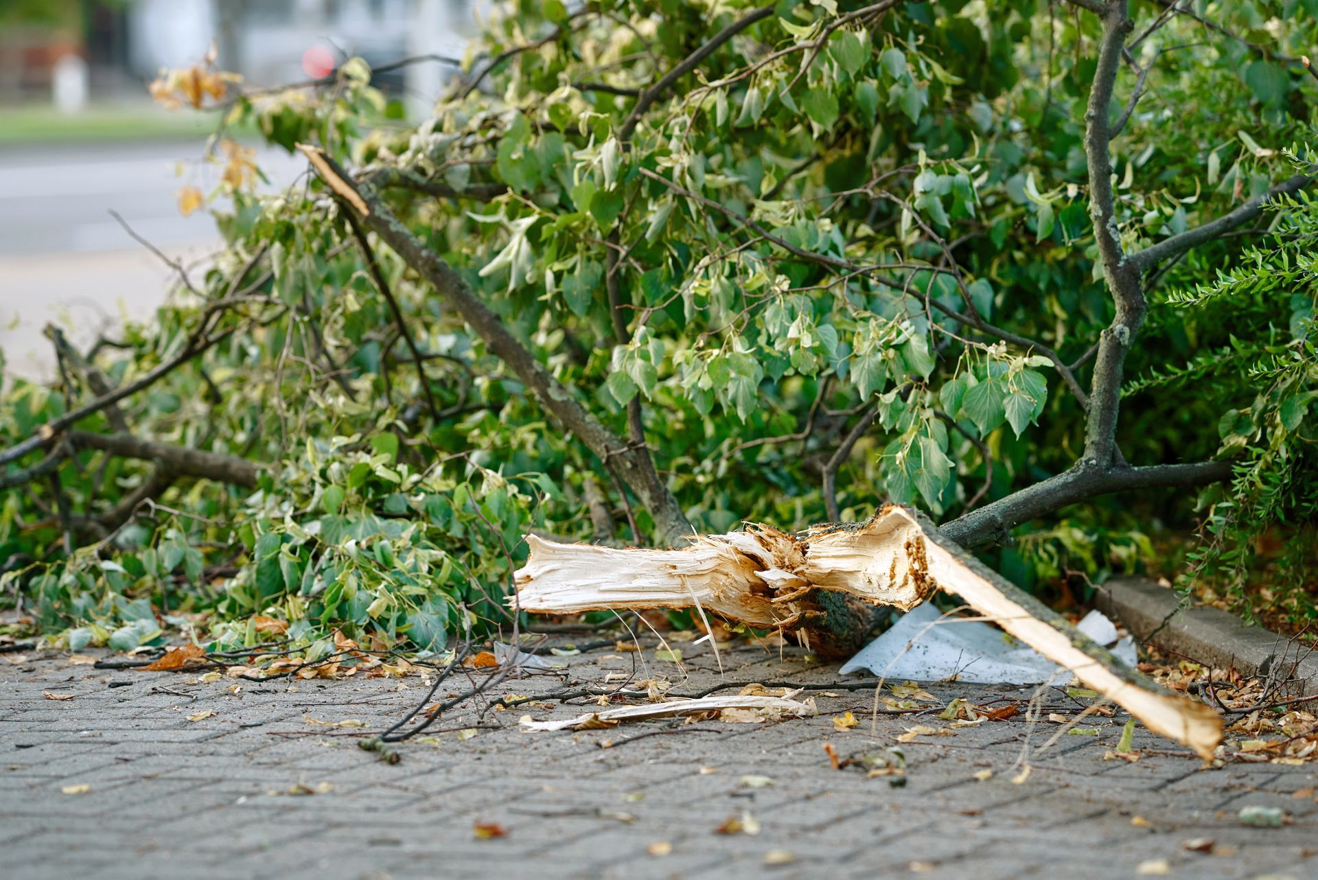 Fallen tree branch blocking a sidewalk after storm damage