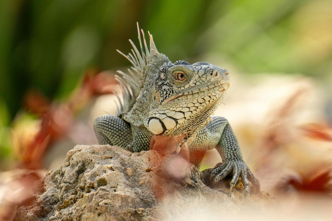Green iguana on a rock, with spiky crest and patterned skin.