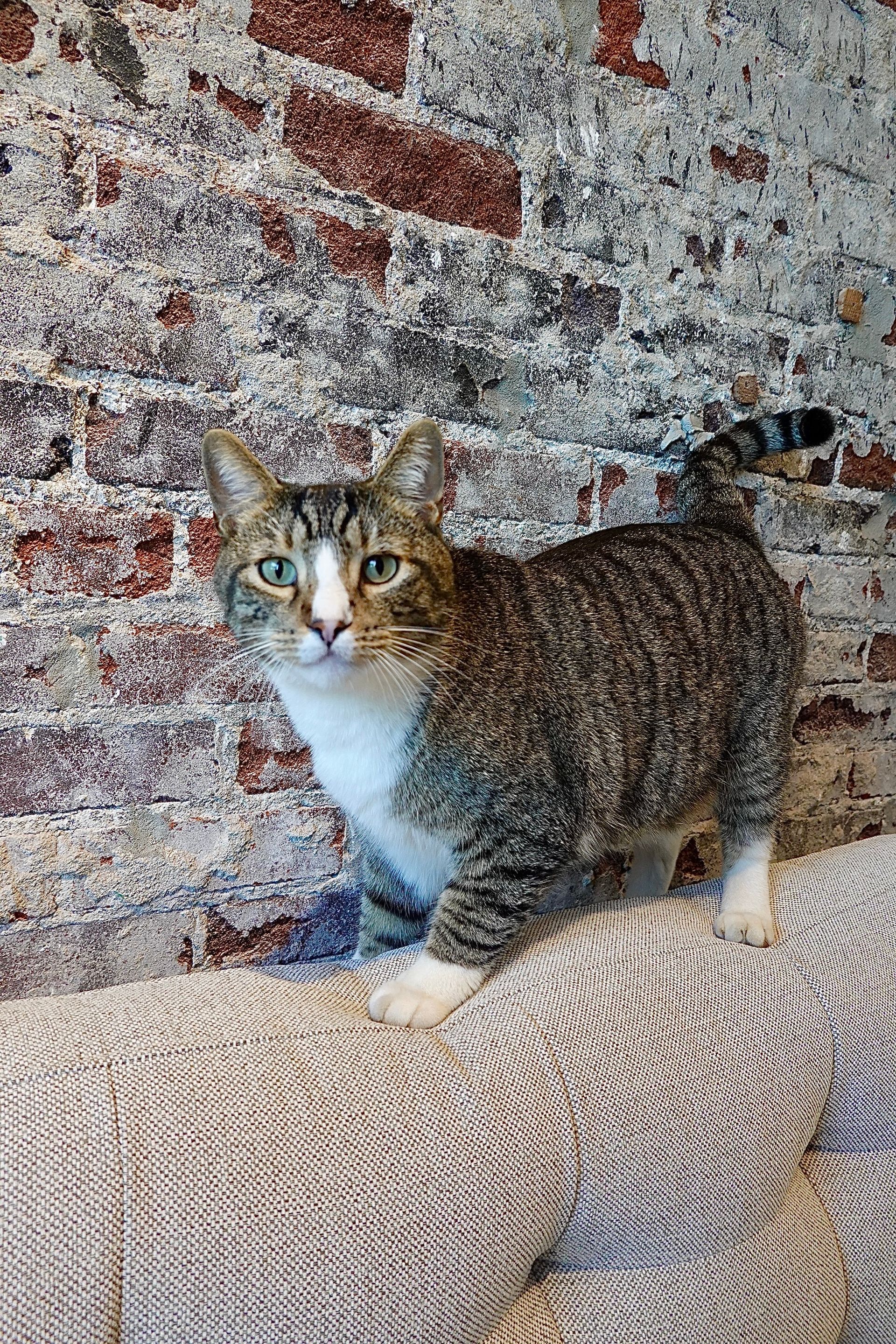 Tabby cat standing on a patterned couch in front of a brick wall backrest