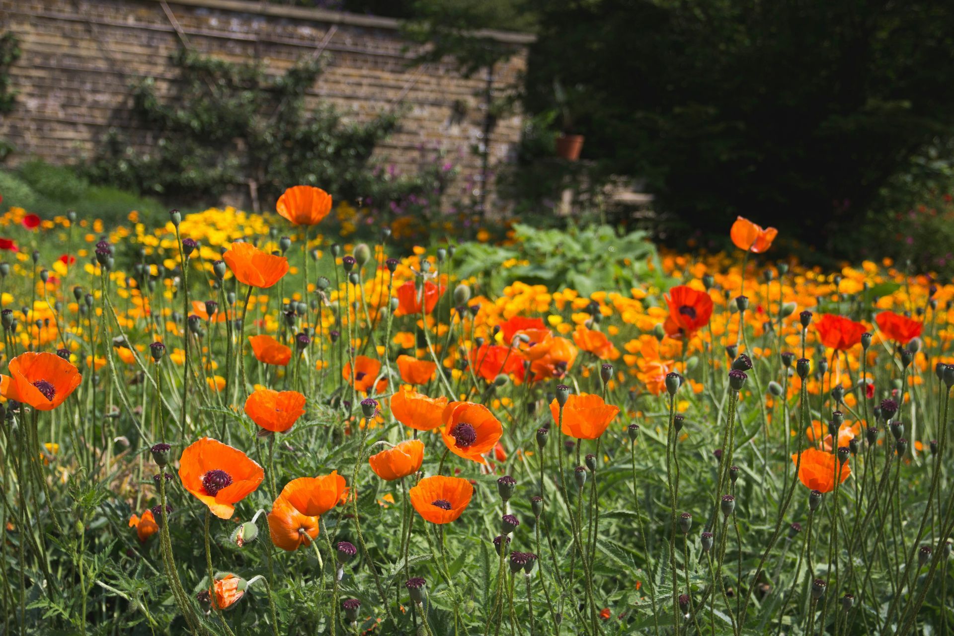 Orange wildflowers blooming in a sunny garden with a stone wall in the background