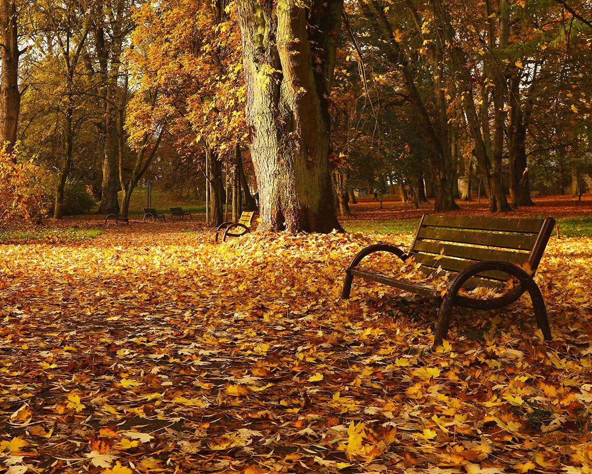 Park bench in an autumn forest covered with golden fallen leaves.