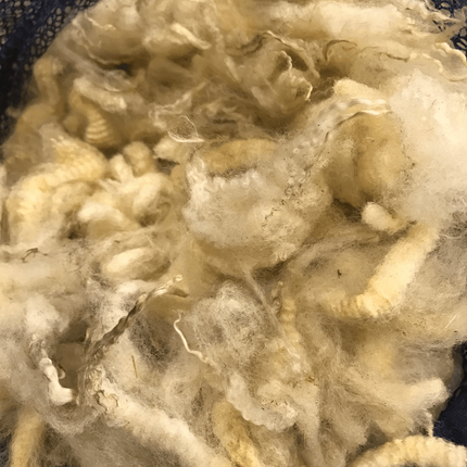 Close-up of loose, creamy-colored wool fibers.