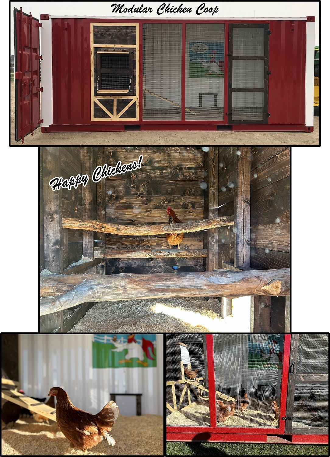 Collage of a red coop and chicken run, with wooden roosts inside and chickens walking in the yard.