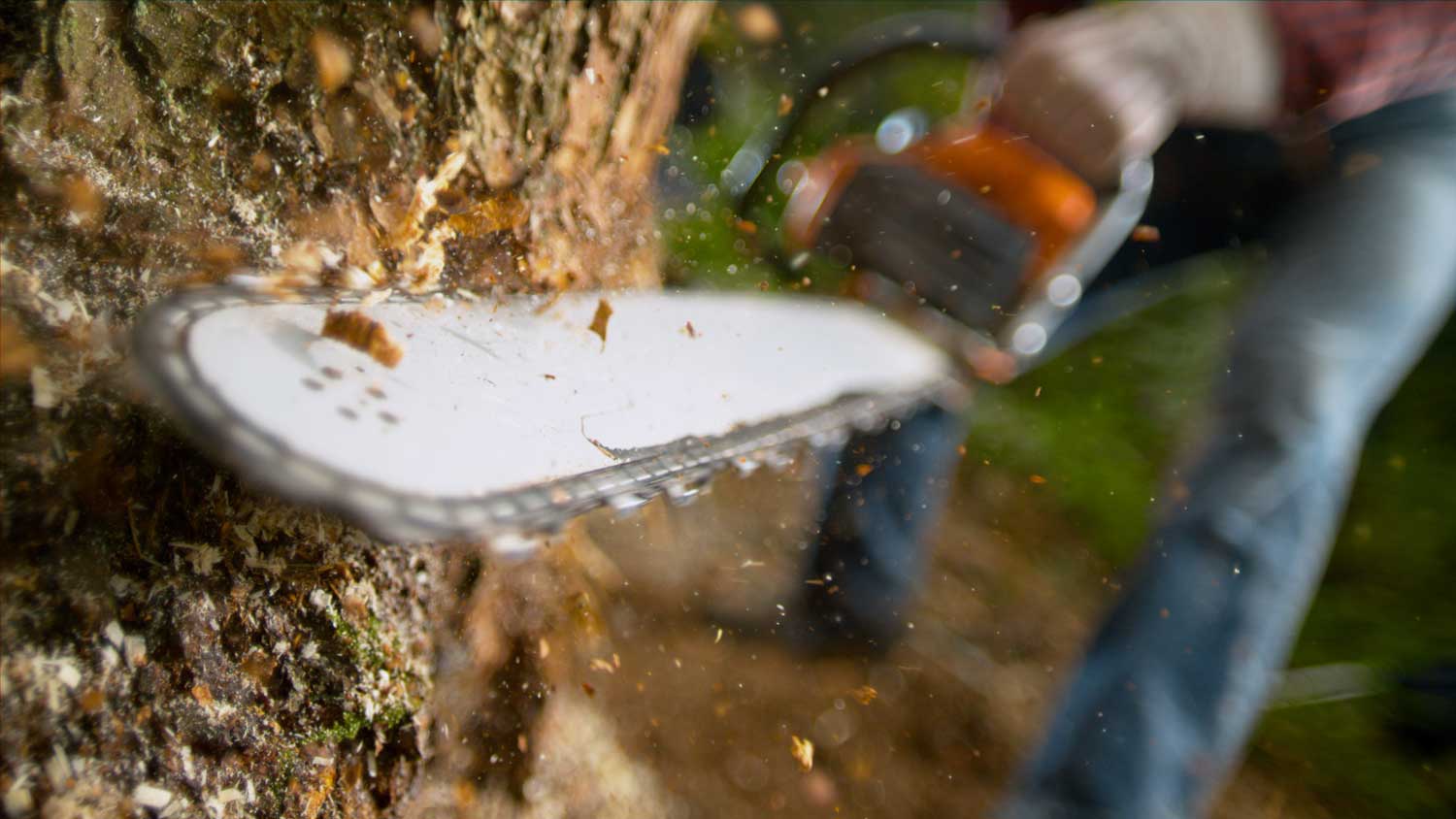 A person cuts a tree trunk with a chainsaw, wood chips flying close-up outdoors.