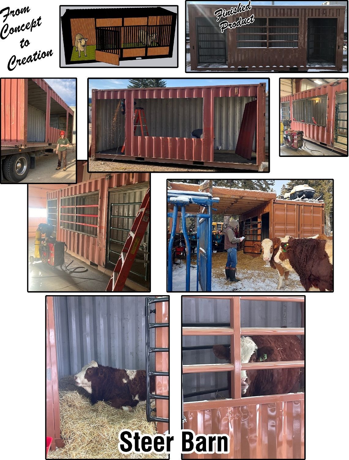 Collage of a red-steel steer barn and trailer with cattle inside and at the gate, on a ranch.