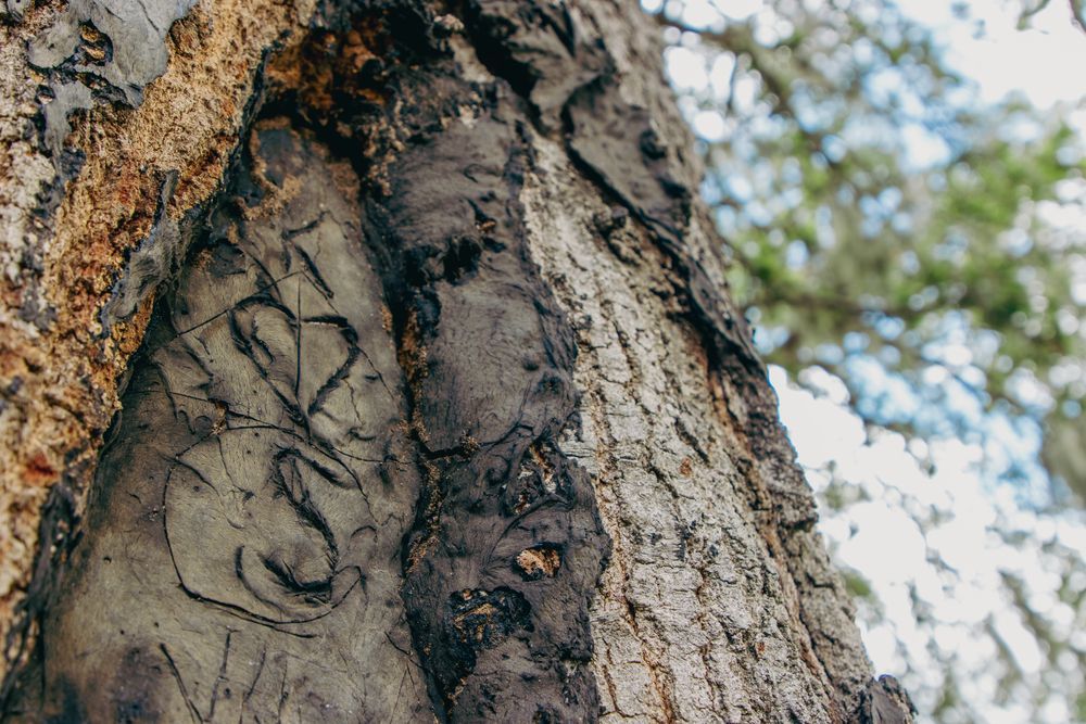 A close up of a tree trunk with graffiti on it.