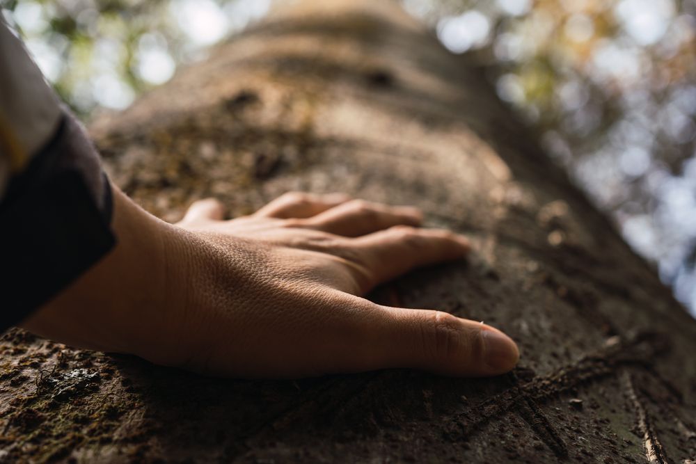 A person is touching a tree trunk with their hand.