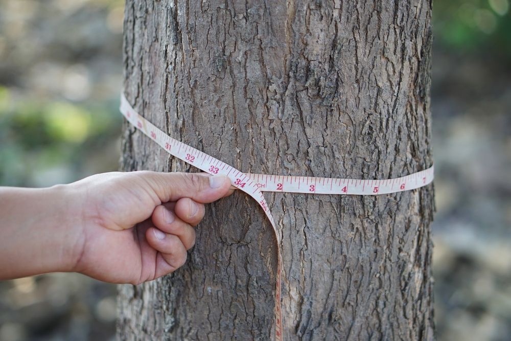 A person is measuring a tree with a tape measure.