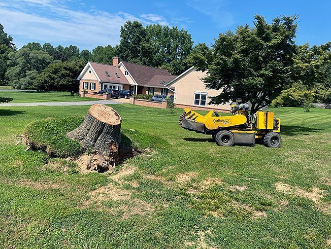 A yellow stump grinder is cutting down a tree in front of a building.