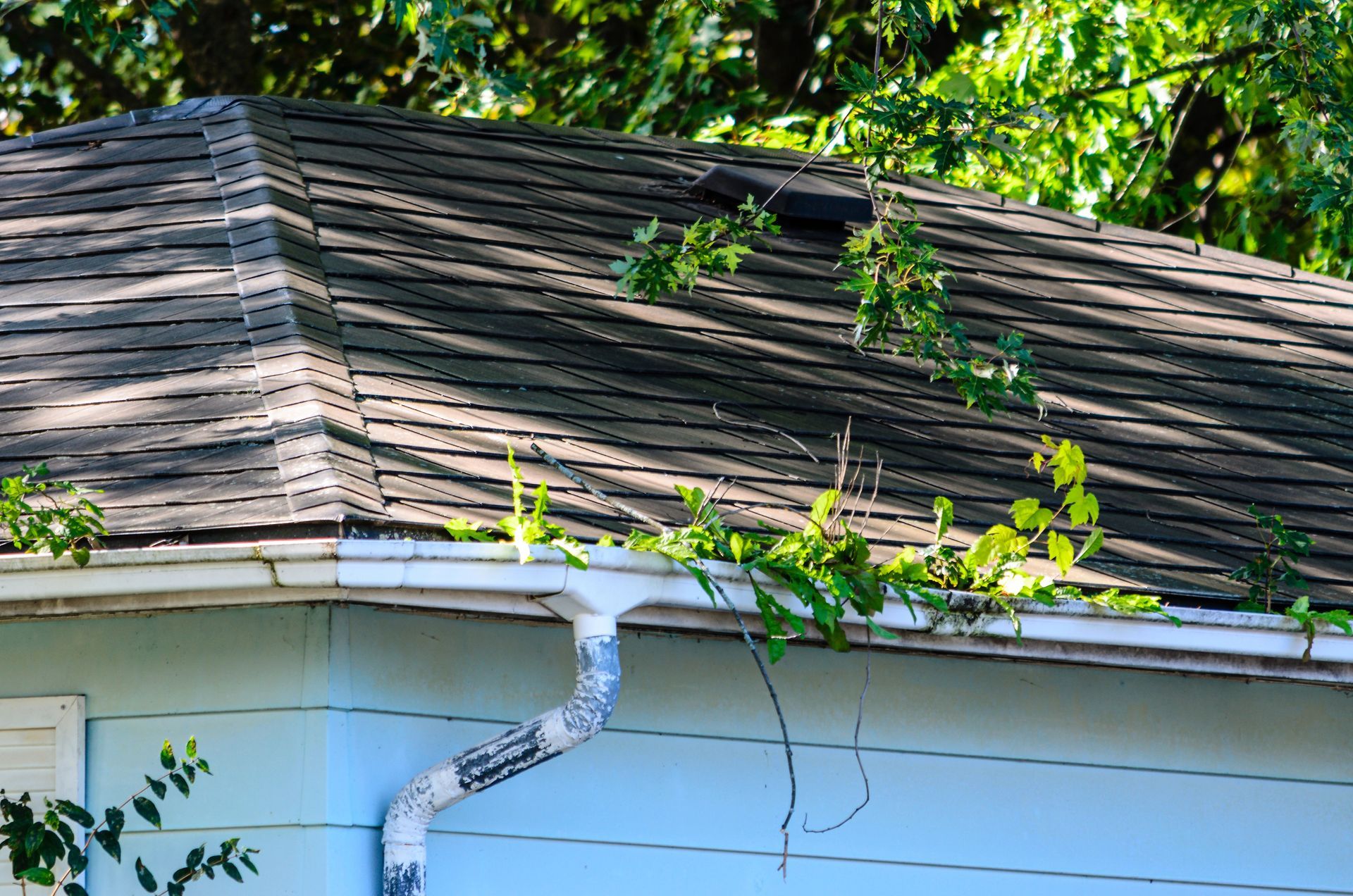 Shingled roof with plants growing out of it, with white gutters and a blue house exterior.