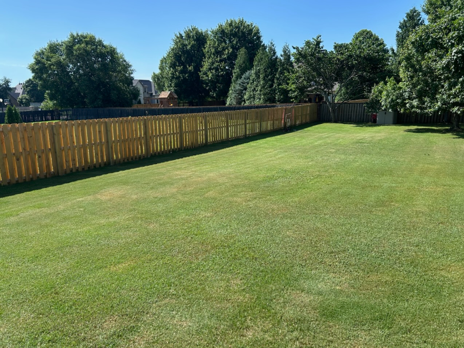 Sunny backyard with a green lawn, wooden fence, and tall trees under a clear blue sky