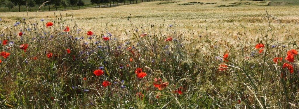 Sietow  Mohn