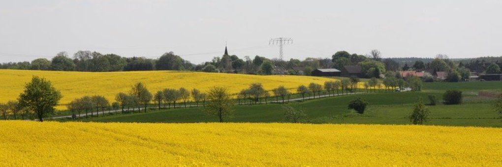 Sietow   Sietow Dorf Rapsblüte