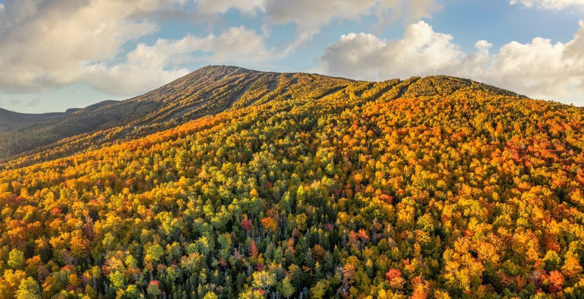 fall trees at Bigelow Preserve