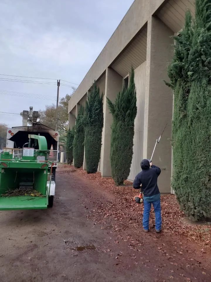 Man using a leaf blower, blowing leaves next to a building with tall, green trees. A leaf chipper is present.