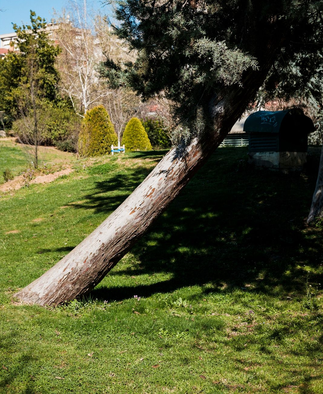 Leaning tree in a sunny backyard with grass, shrubs, and a shaded driveway area