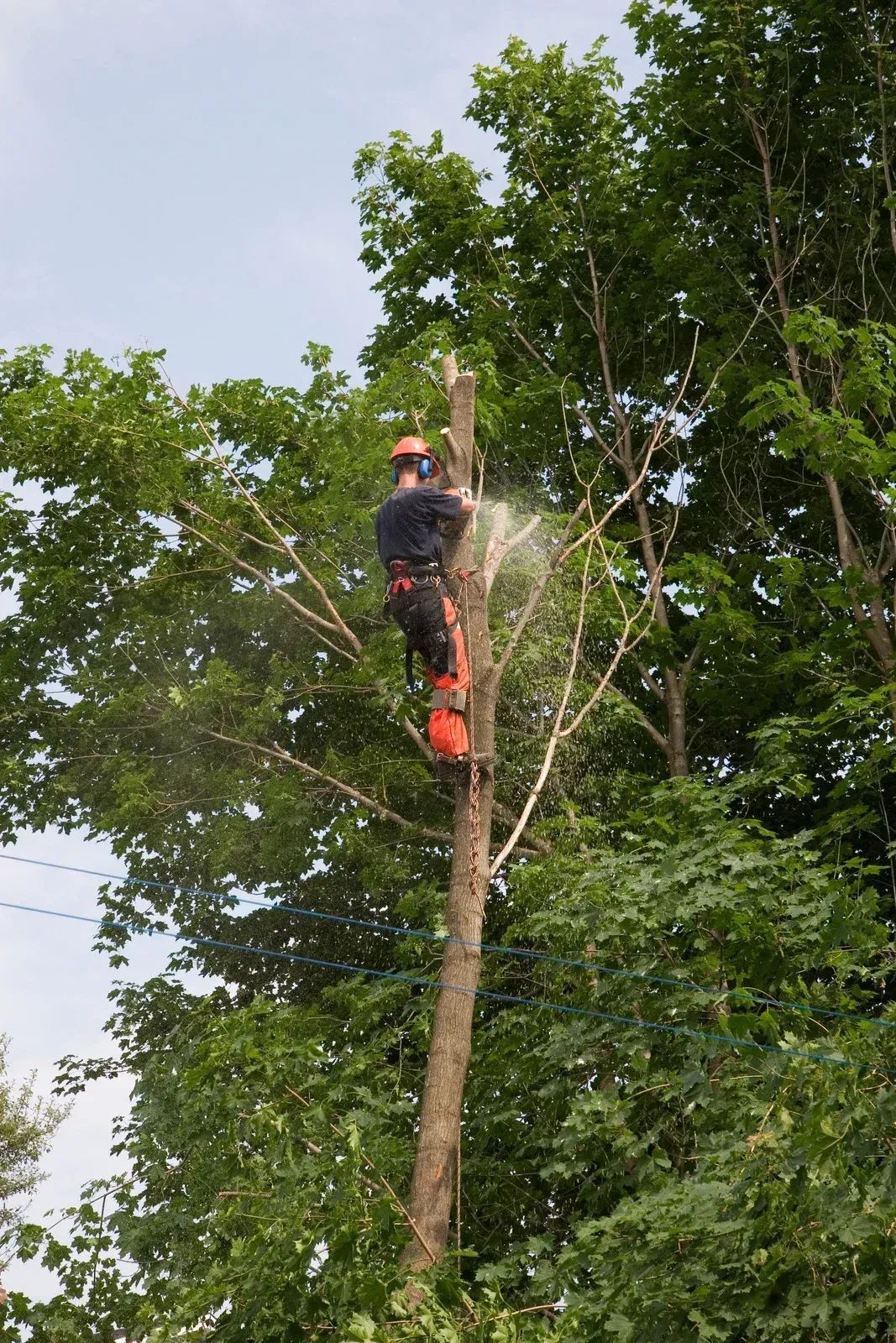 A tree climber wearing safety gear and an orange helmet uses a chainsaw to prune the upper branches of a tall tree.