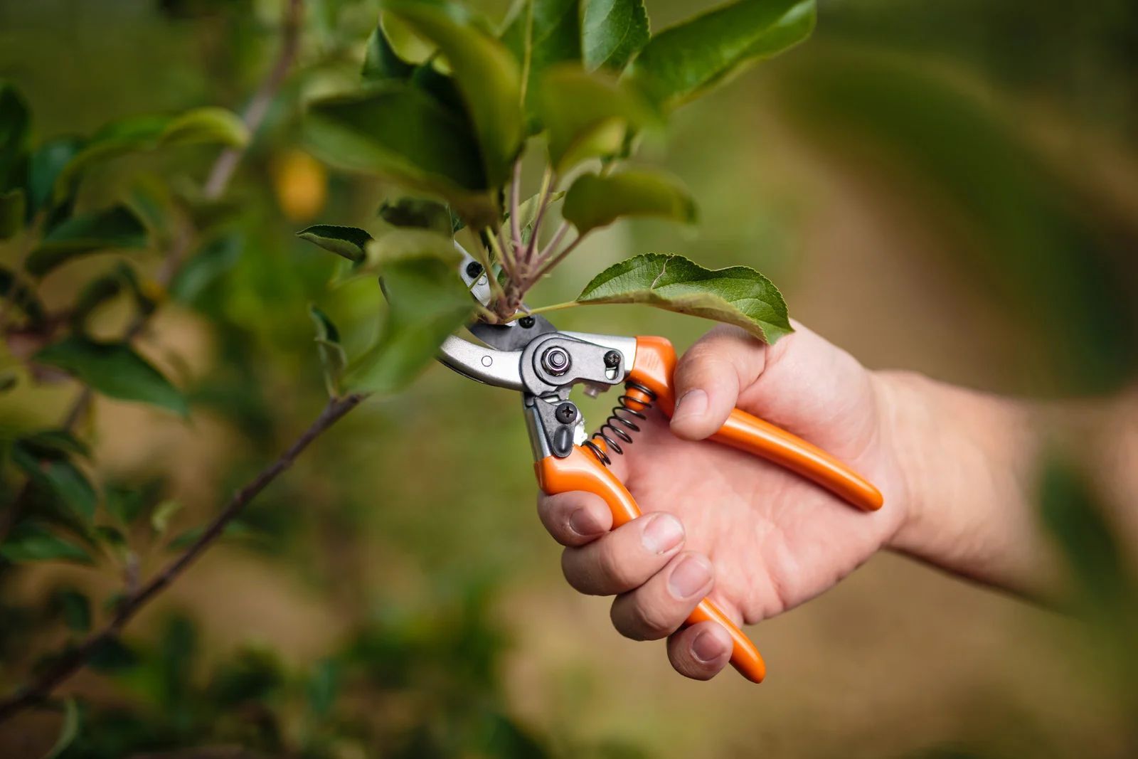 Hand using orange pruning shears to cut a green plant branch outdoors