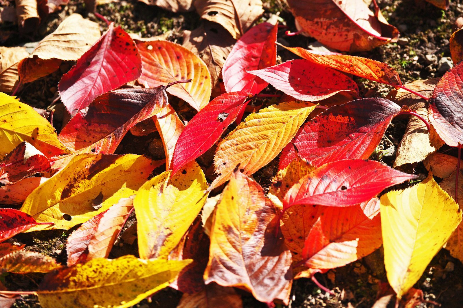 Colorful red, yellow, and orange autumn leaves scattered on the ground