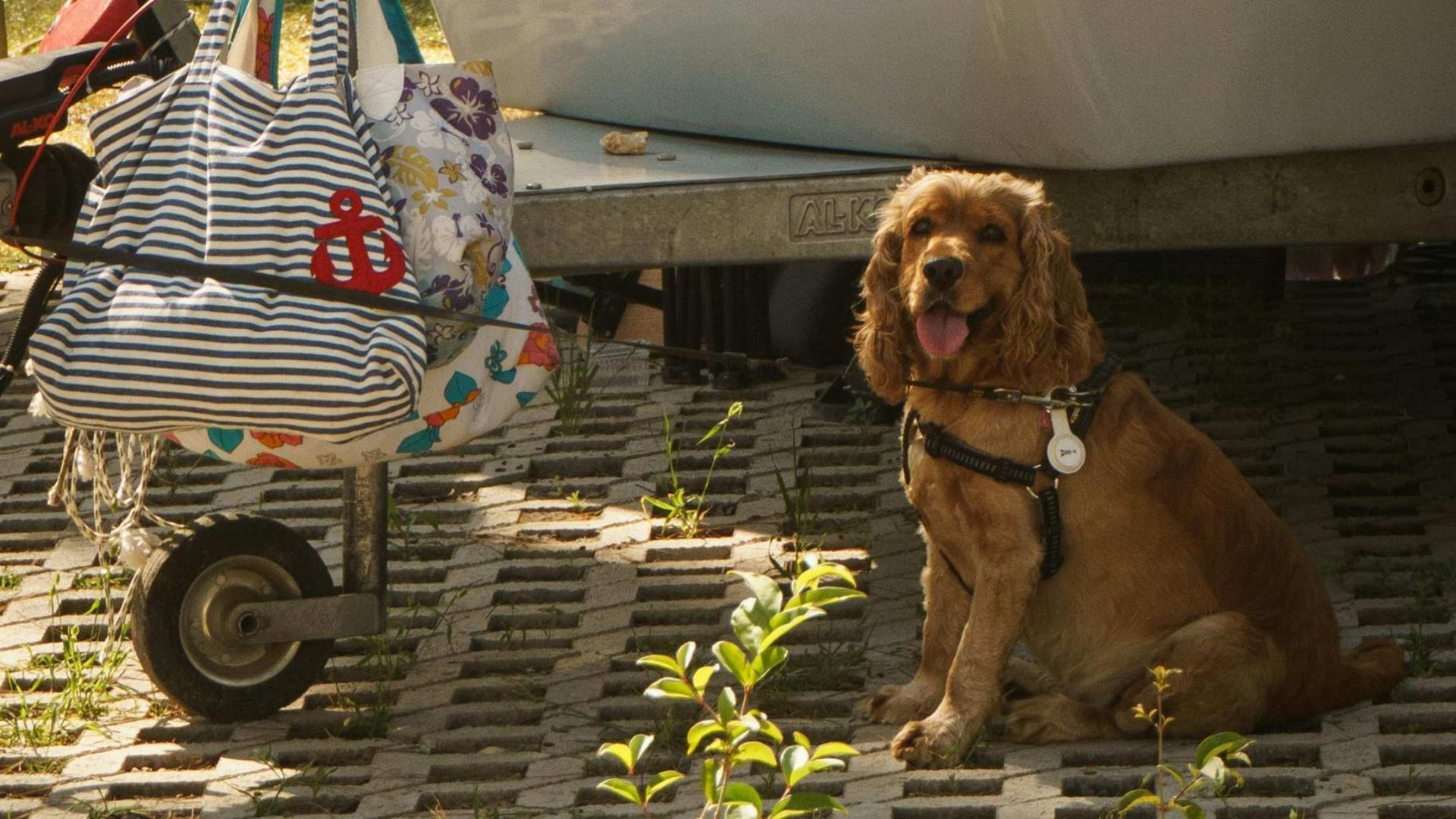 Brown dog lying under a vehicle beside a striped cart in a sunny outdoor area