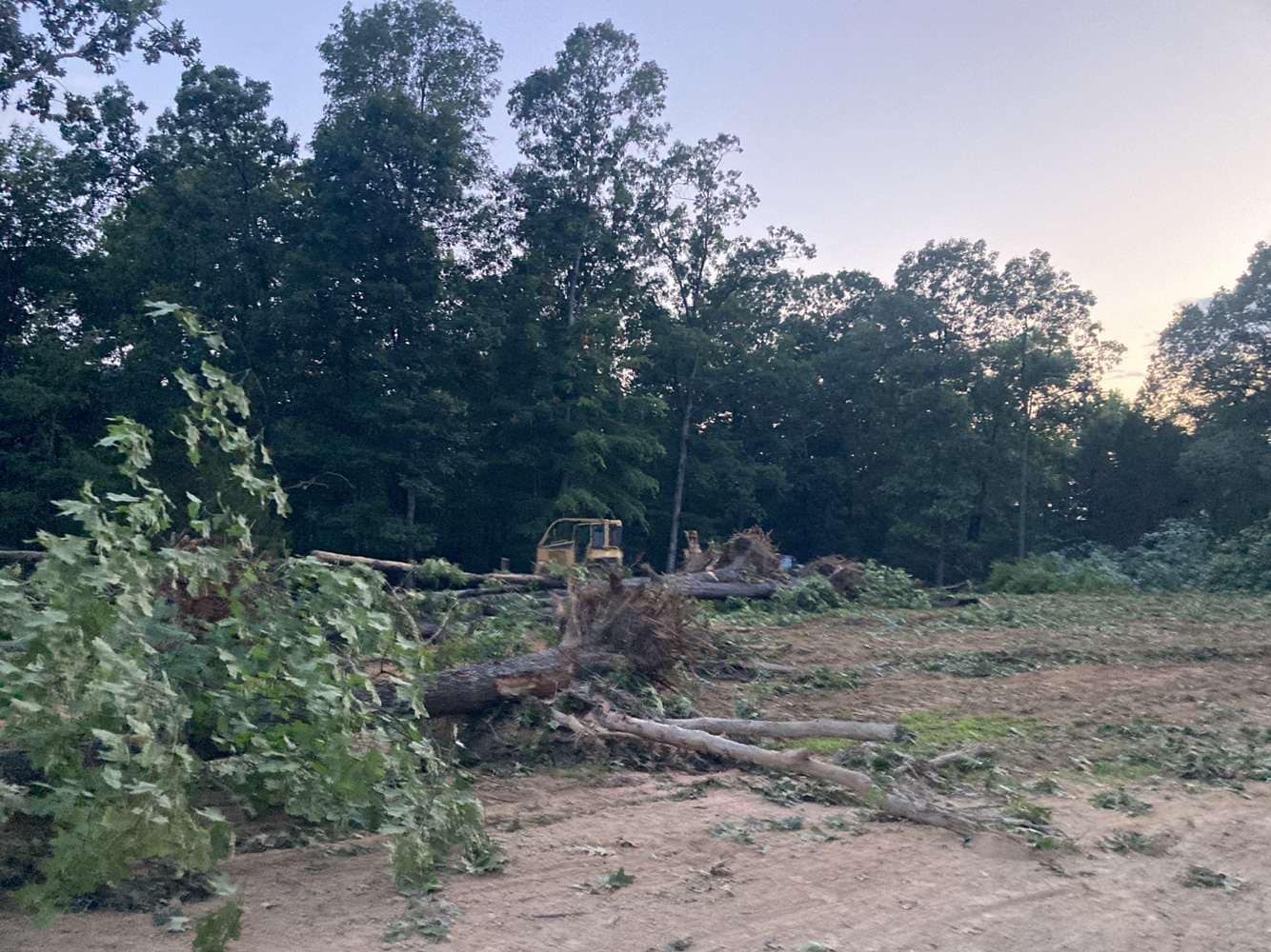 A bulldozer operates in a clearing at the edge of a dense forest where trees have been recently cut down.