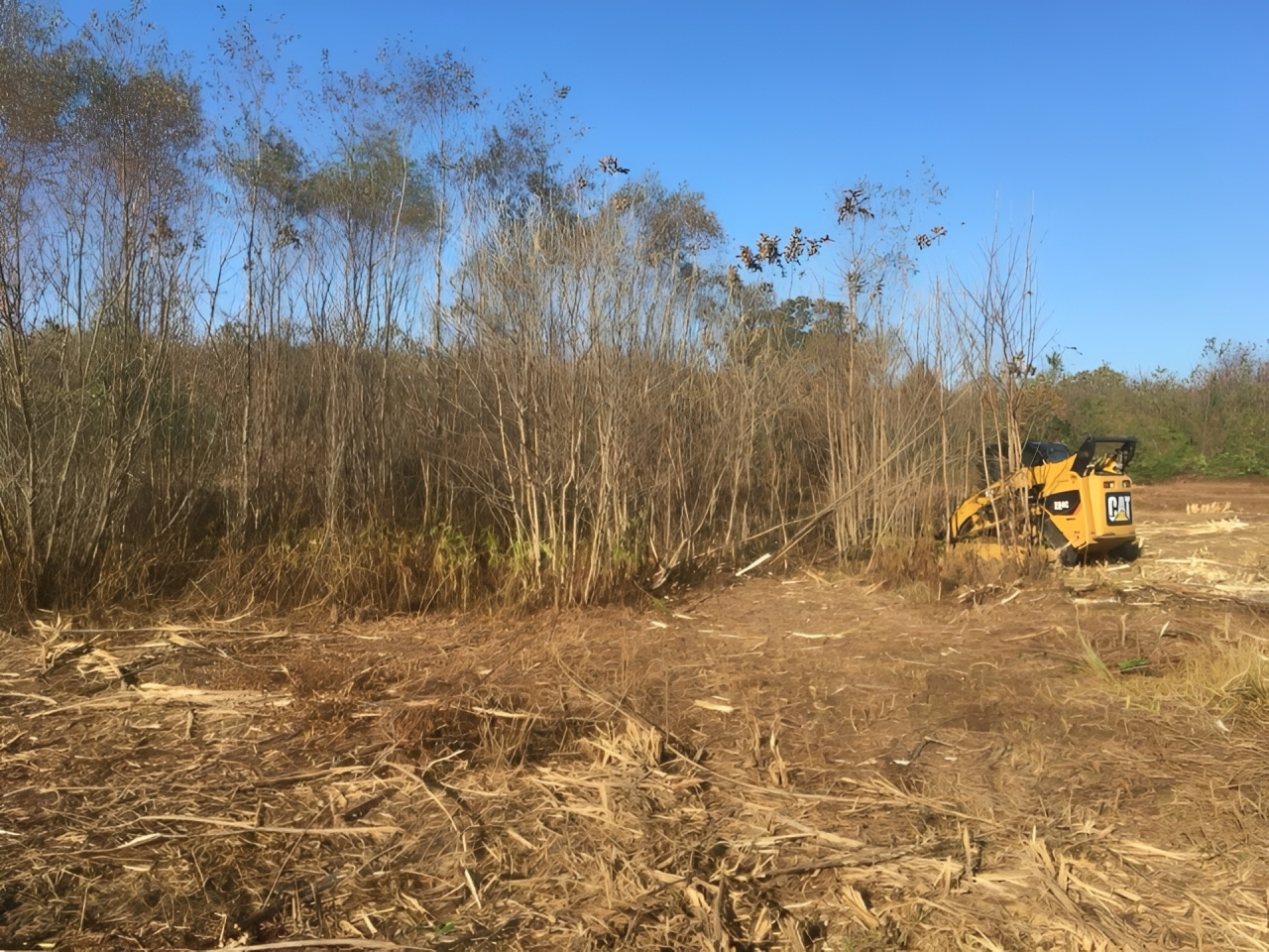 A bulldozer works in a clearing at the edge of a dense forest where trees have been recently cut down.