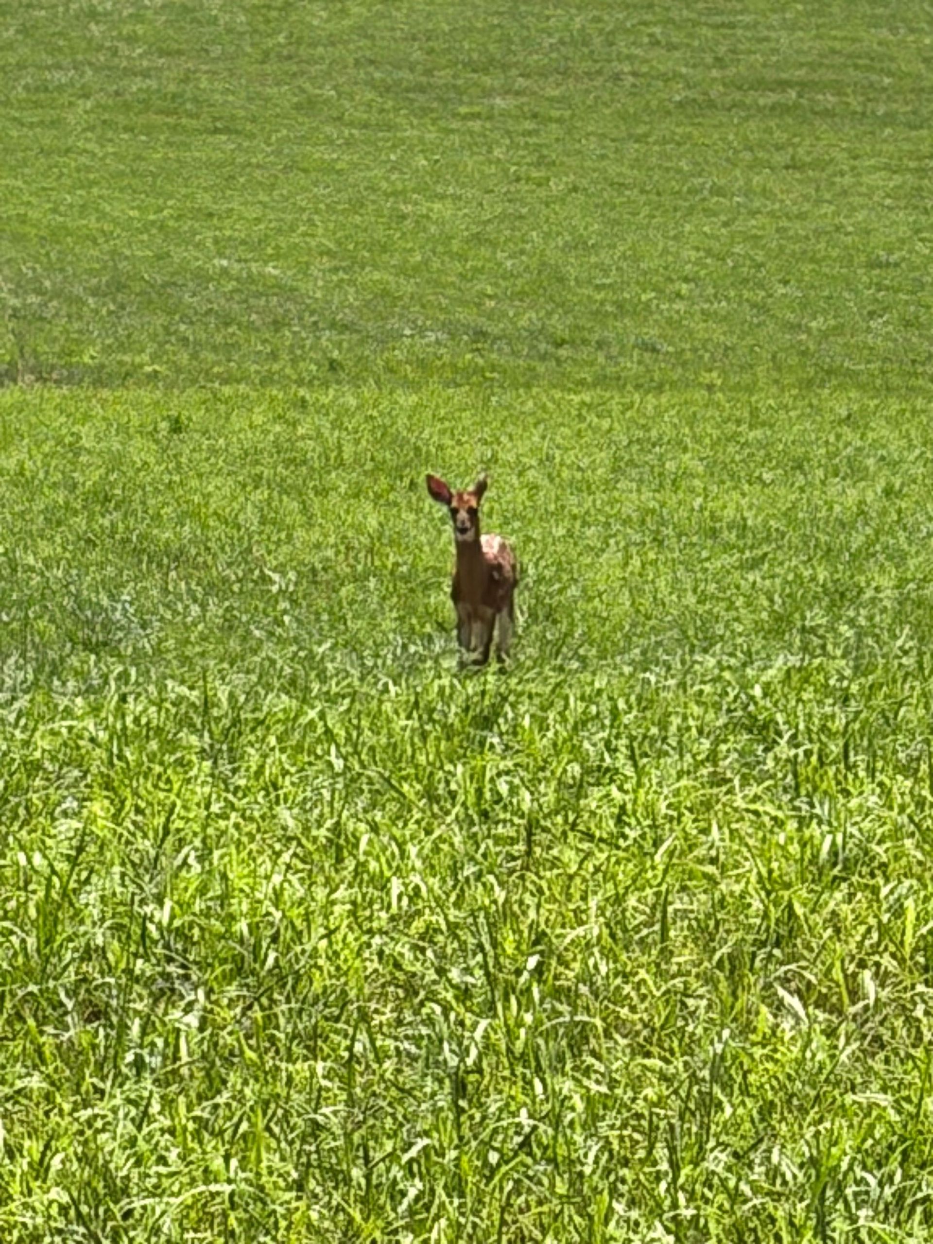A brown deer standing in a green grassy field, facing the camera.