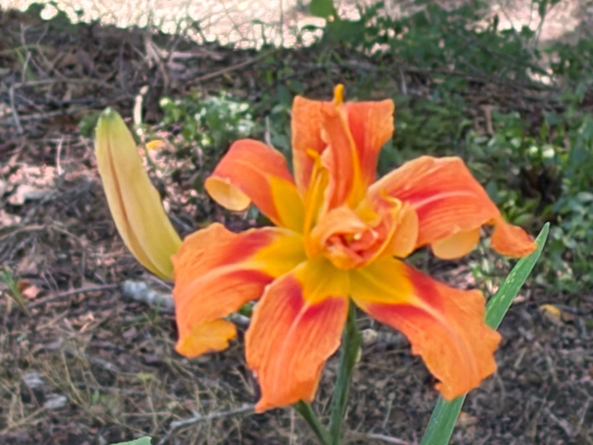 Orange daylily flower blooming in a garden, with a closed bud beside it.