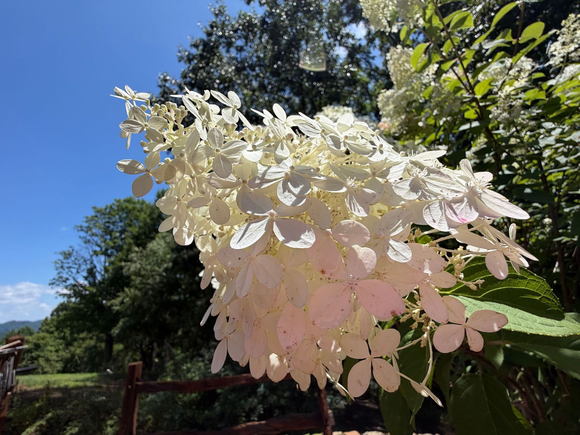White and pale pink hydrangea blooms in a sunny garden against a blue sky