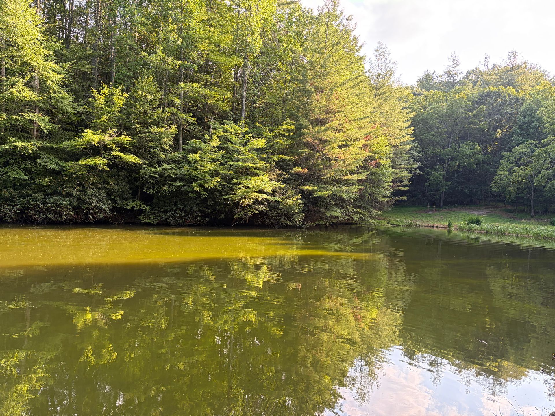 Calm pond reflecting green trees and a bright sky along the wooded shoreline