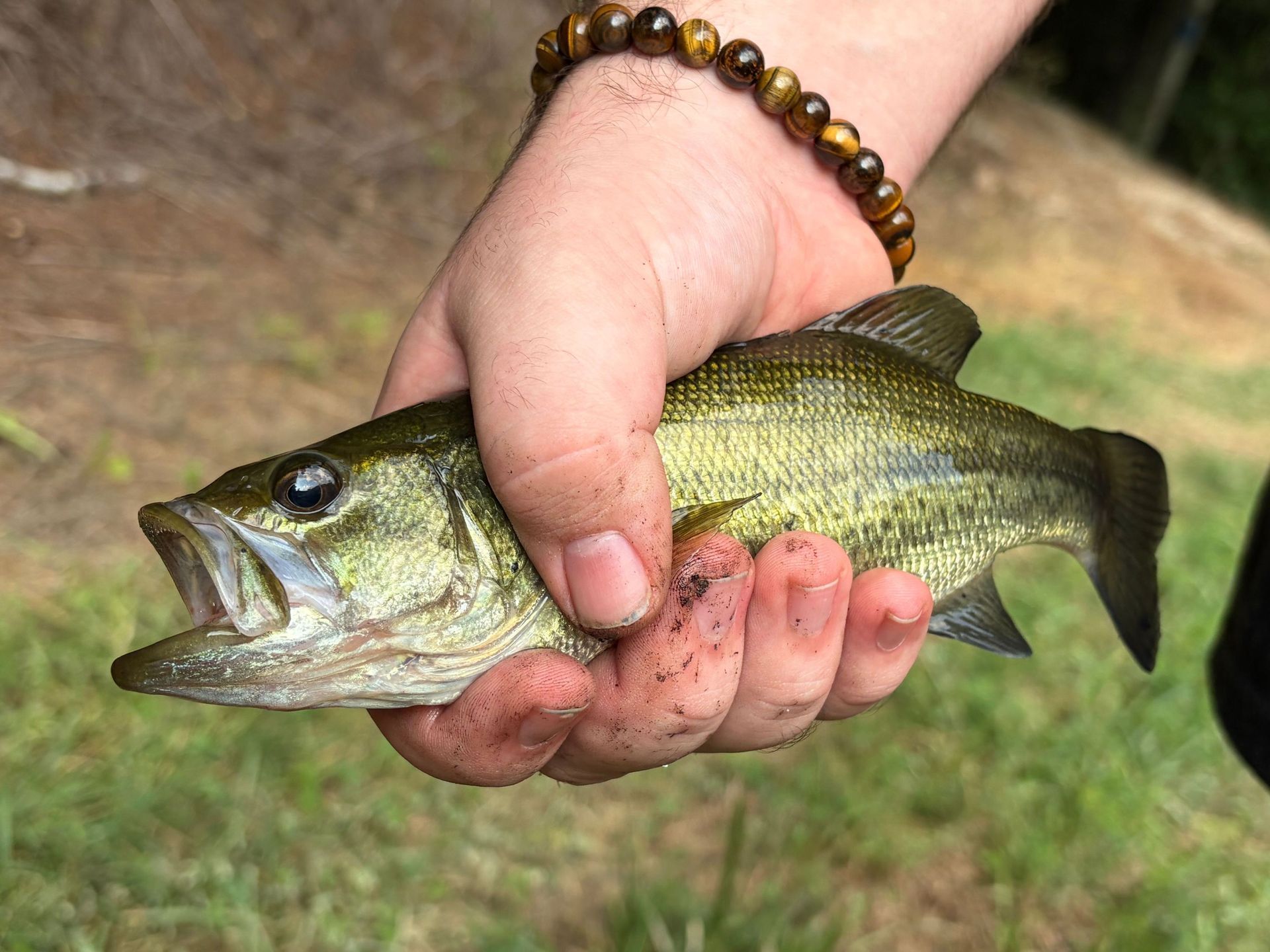 Hand holding a small greenish fish with a dark stripe outdoors