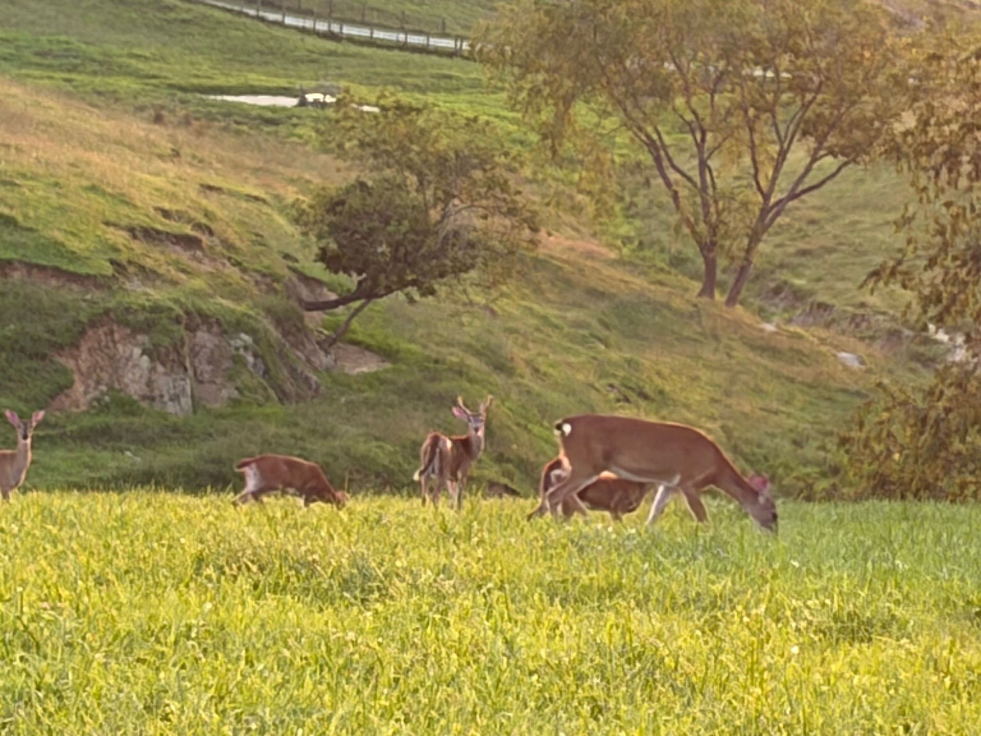 Deer grazing in a sunlit green hillside meadow with trees and a stream