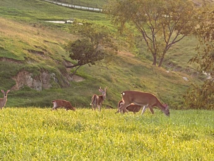 Deer grazing in a sunlit grassy hillside with trees and a green valley
