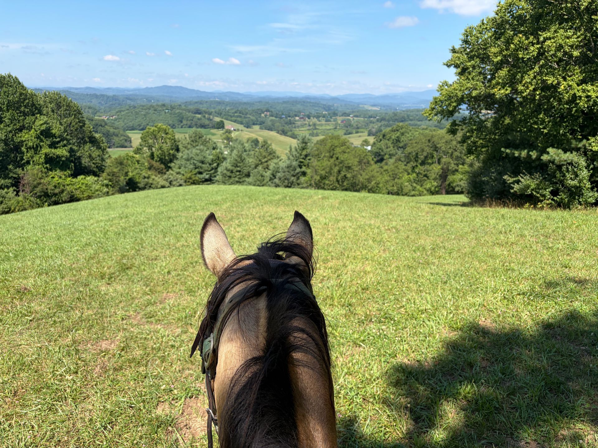 Horseback view over a sunny green valley and distant hills from a grassy overlook