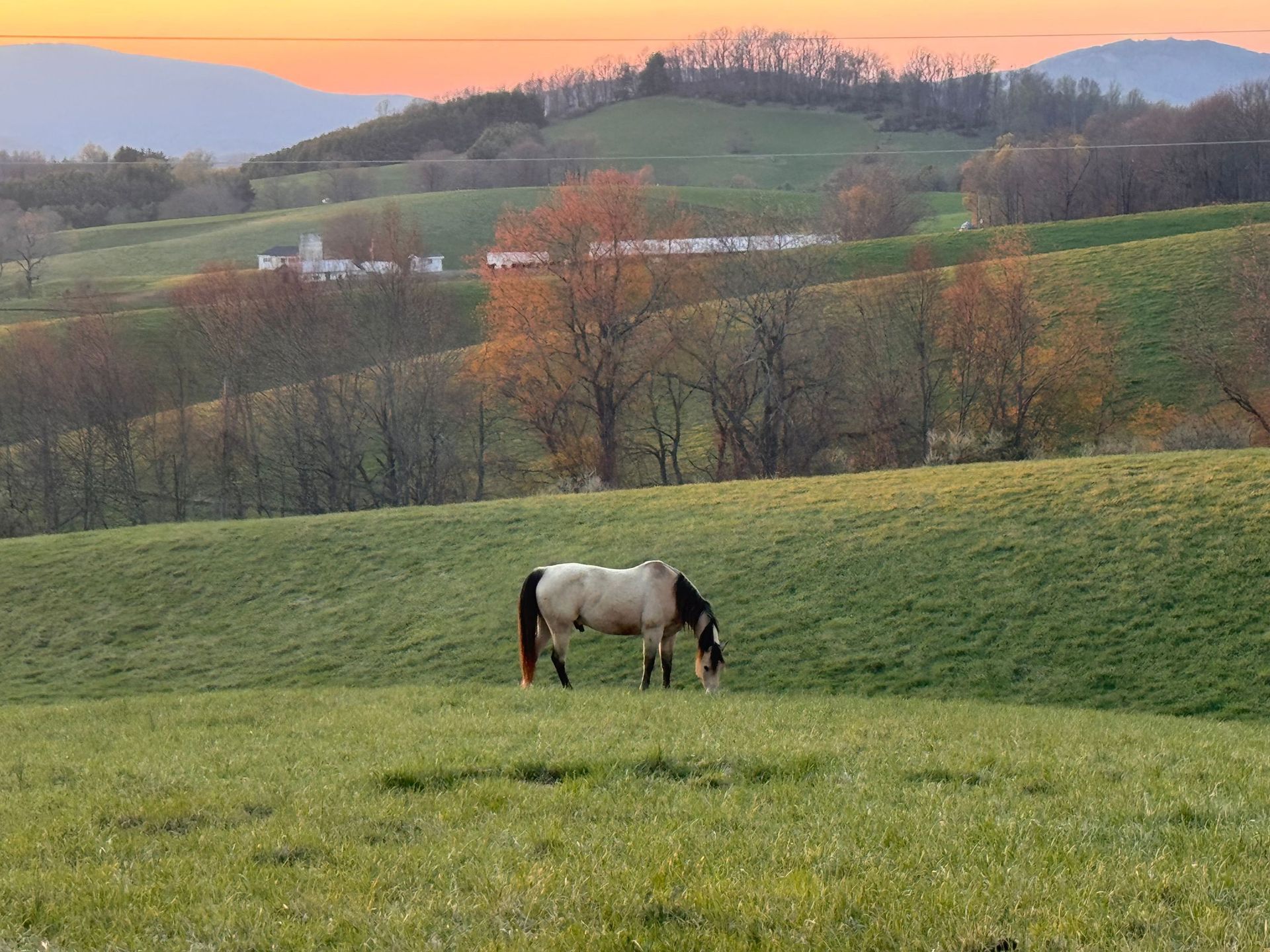 Gray horse grazing in a green field at sunset with rolling hills in the background