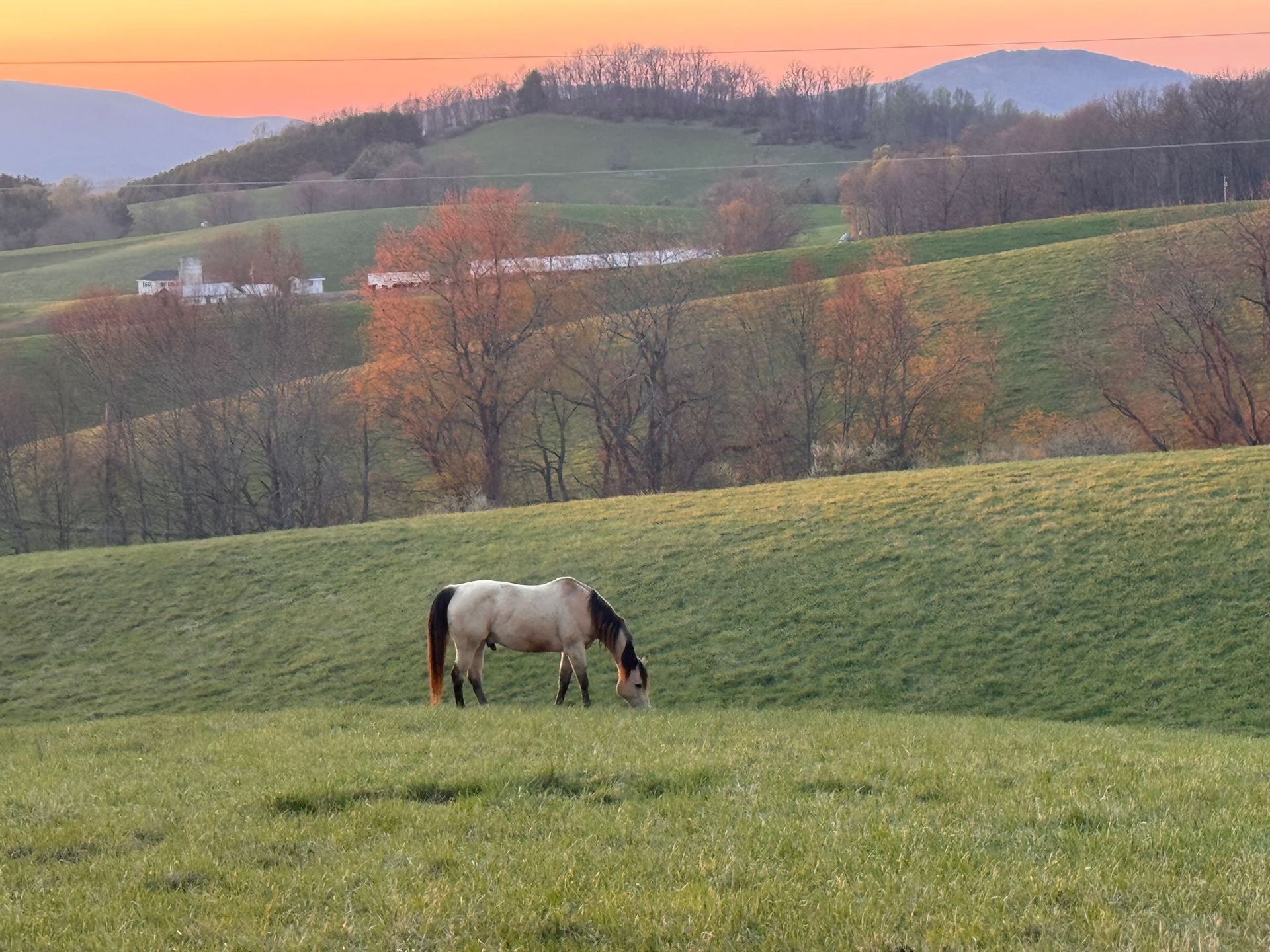 Brown horse grazing on a grassy hill at sunset with layered mountains in the background