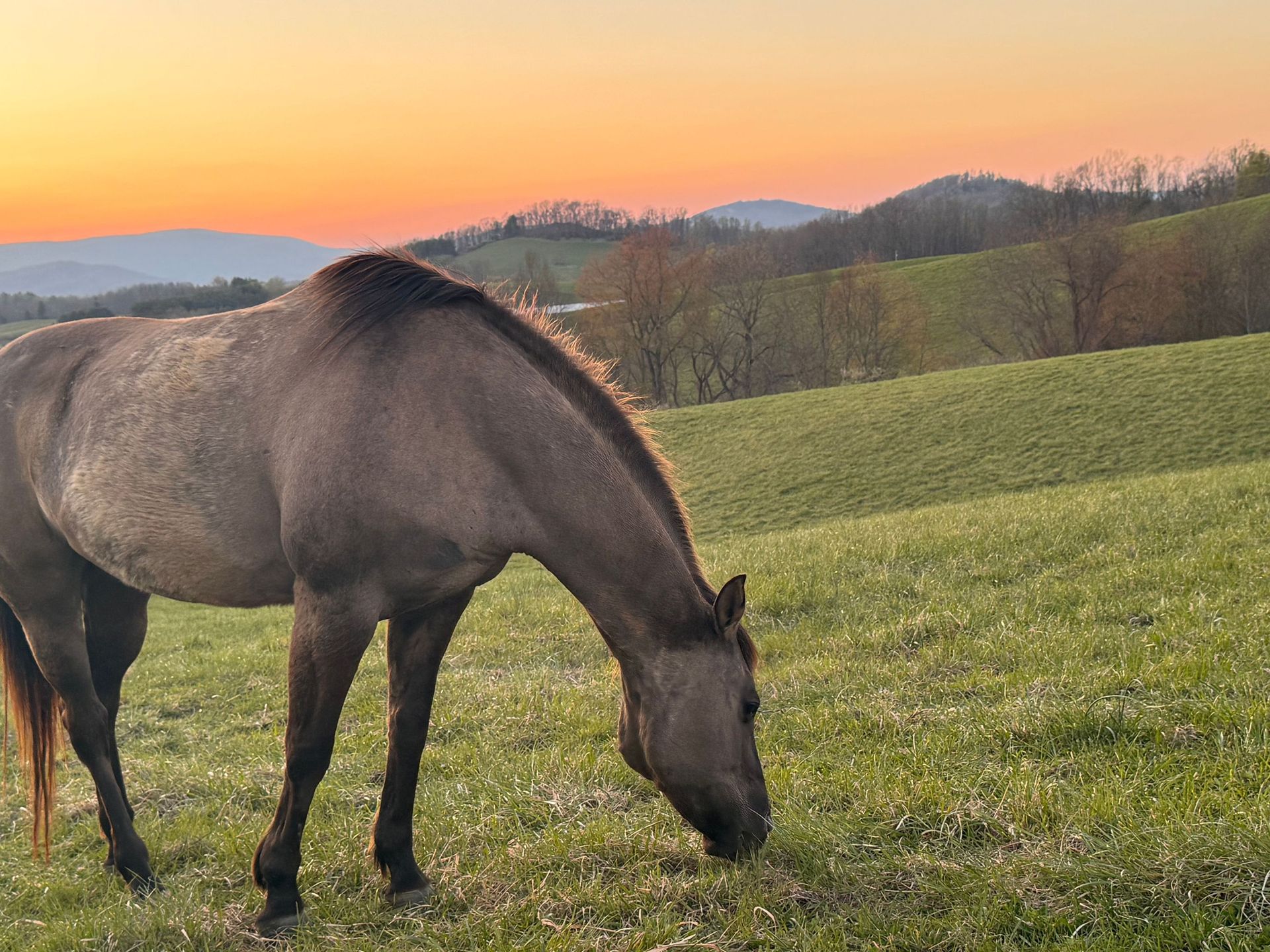 Two horses grazing in a green field at sunset with hills in the background