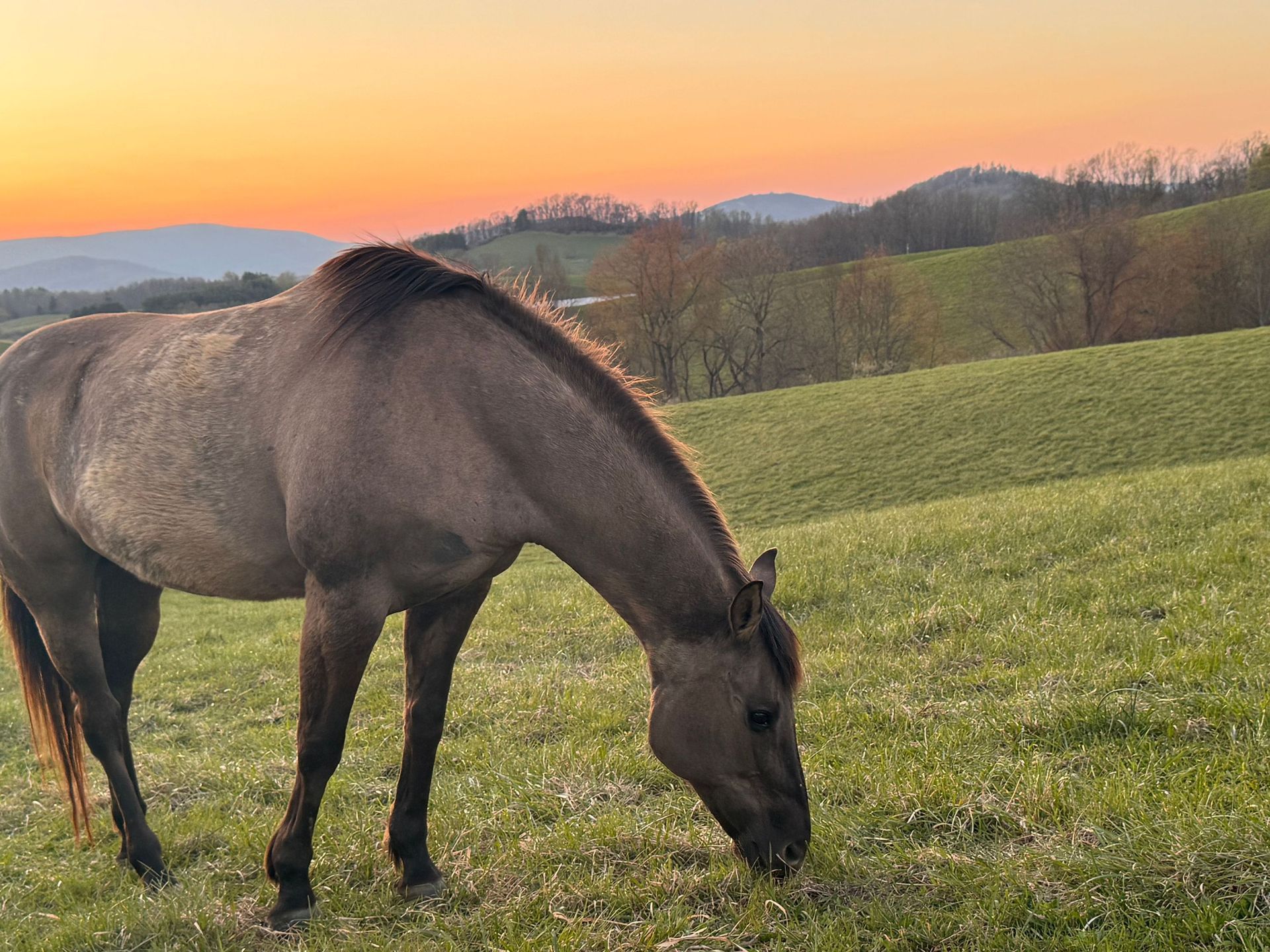 Brown horse grazing in a green field at sunset with rolling hills in the background