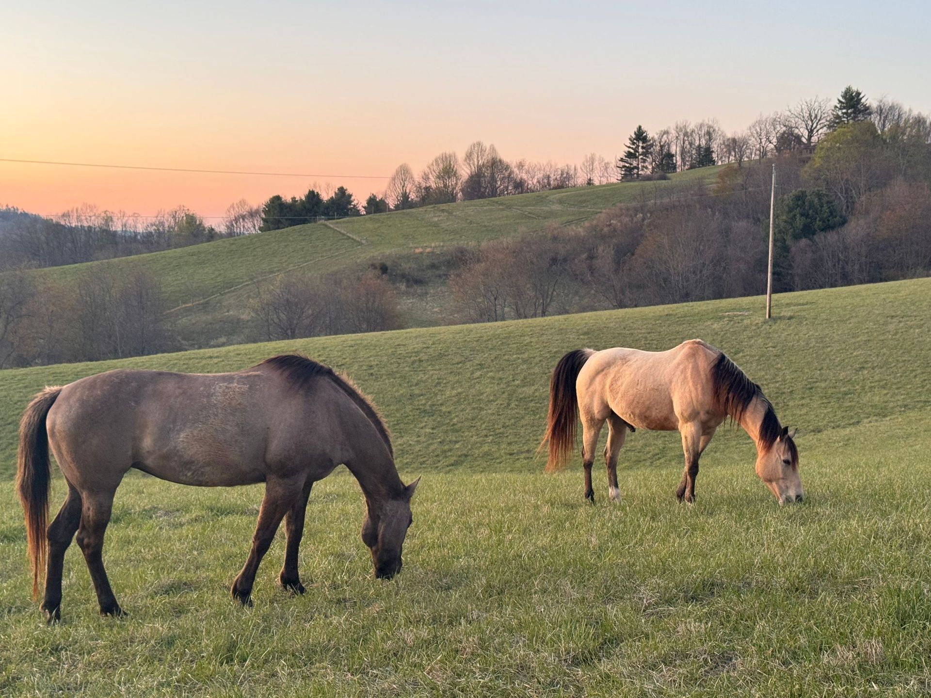 Two horses grazing in a green pasture at sunset with rolling hills in the background