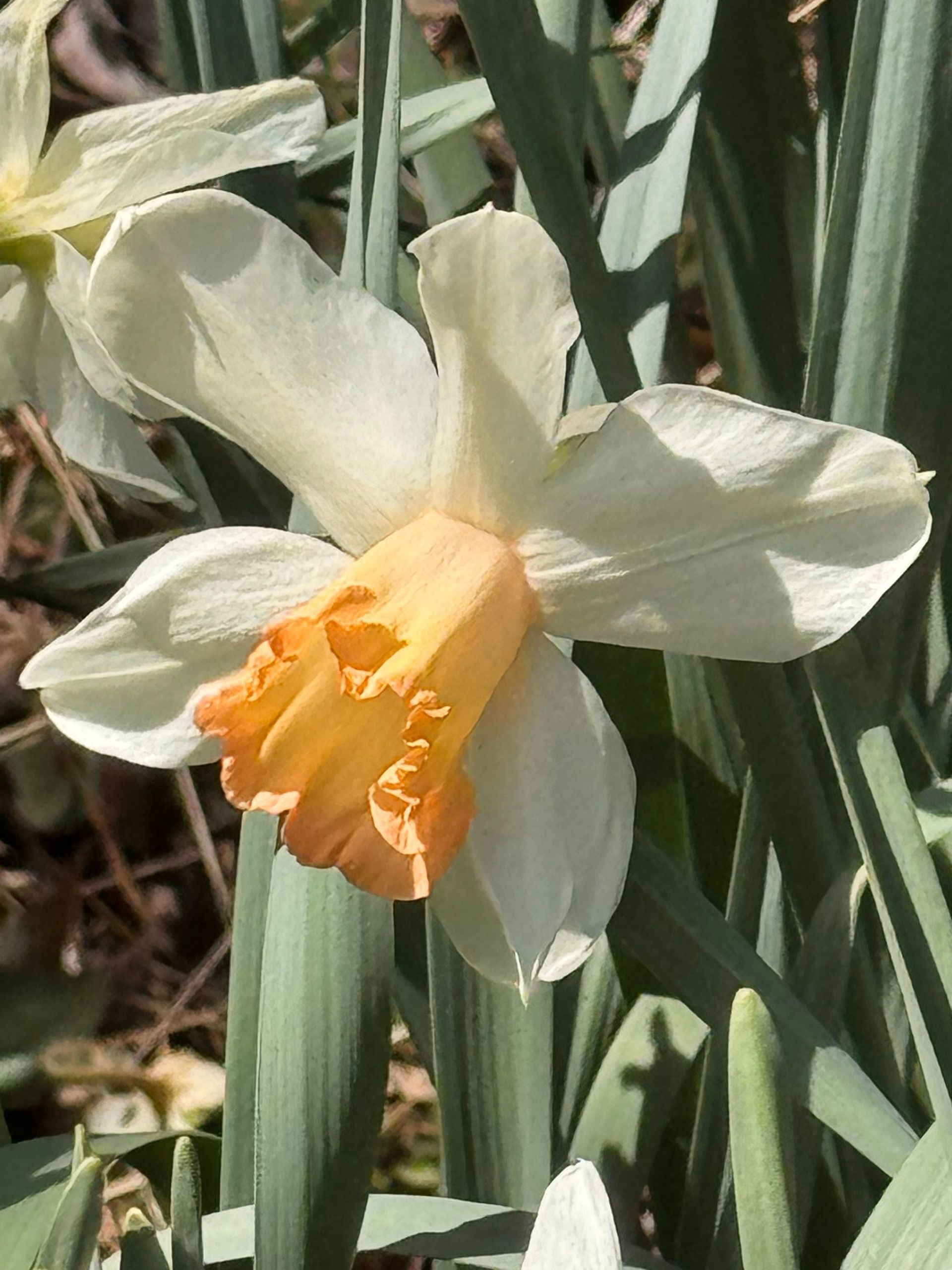 White daffodil with a pale yellow trumpet among long green leaves